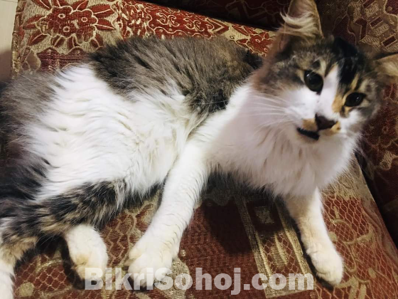 Maincoon and turkish angora mixed Cat